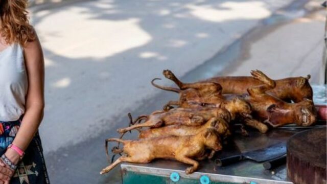 Perdagangan Daging Kucing di Vietnam: Ancaman Kesehatan dan Kekejaman yang Harus Diakhiri
