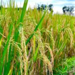 India Hentikan Ekspor Beras Putih Non-Basmati untuk Kendalikan Inflasi, Ancaman Krisis Pangan Global Meningkat