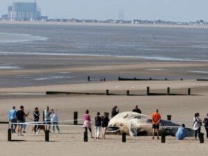 Paus Raksasa Terdampar di Pantai Inggris, Penduduk Diperingatkan untuk Menjauh