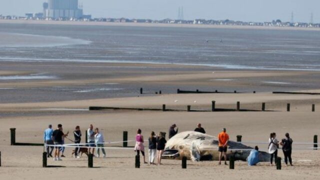 Paus Raksasa Terdampar di Pantai Inggris, Penduduk Diperingatkan untuk Menjauh