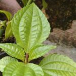 Daun Pohpohan, Lalapan Segar yang Penuh Manfaat bagi Kesehatan