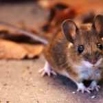 Mengungkap Rahasia Tikus yang Bisa Tertawa: Penemuan 'Pusat Tertawa' di Otak Hewan Pengerat