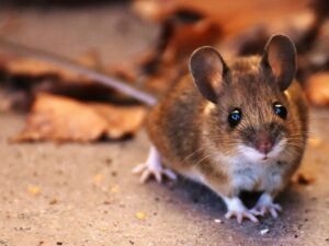 Mengungkap Rahasia Tikus yang Bisa Tertawa: Penemuan 'Pusat Tertawa' di Otak Hewan Pengerat
