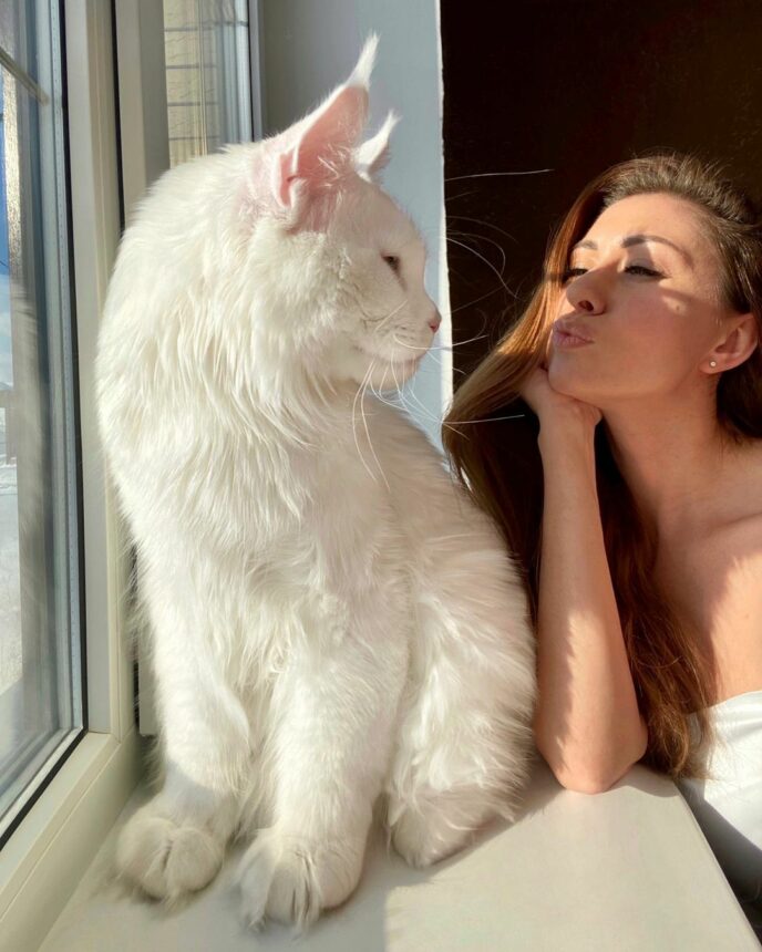 Kefir, Kucing Terbesar di Dunia yang Memiliki Ribuan Penggemar