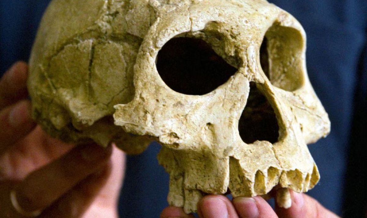 Ilmuwan David Lordkipanidze dari Georgian Academy of Sciences menunjukkan tengkorak - berusia sekitar 1,8 juta tahun - dari spesies manusia purba Homo erectus yang digali di dekat kota Dmanisi, sekitar 85 km (53 mil) barat daya Tbilisi, 8 Juli 2002. [Foto: Reuters]