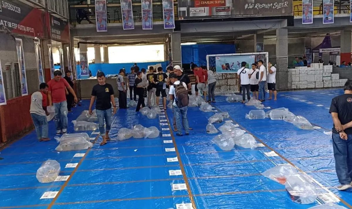 Ikan Koi Padang Panjang Mencuri Perhatian di Young Koi Show Sumatera Barat 2023