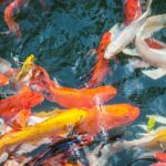Ikan Koi Padang Panjang Mencuri Perhatian di Young Koi Show Sumatera Barat 2023