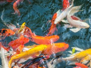 Ikan Koi Padang Panjang Mencuri Perhatian di Young Koi Show Sumatera Barat 2023