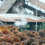 Optimasi Industri Kelapa Sawit Indonesia: Dampak dan Kebijakan Hilirisasi