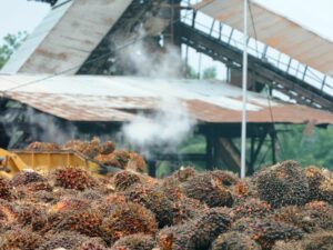Optimasi Industri Kelapa Sawit Indonesia: Dampak dan Kebijakan Hilirisasi