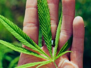 Kabinet Jerman Setuju Liberalisasi Ganja: Ini Rinciannya