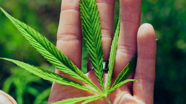 Kabinet Jerman Setuju Liberalisasi Ganja: Ini Rinciannya