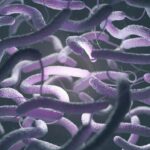 5 Orang Meninggal di Florida Akibat Bakteri Pemakan Daging vibrio vulnificus