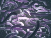 5 Orang Meninggal di Florida Akibat Bakteri Pemakan Daging vibrio vulnificus