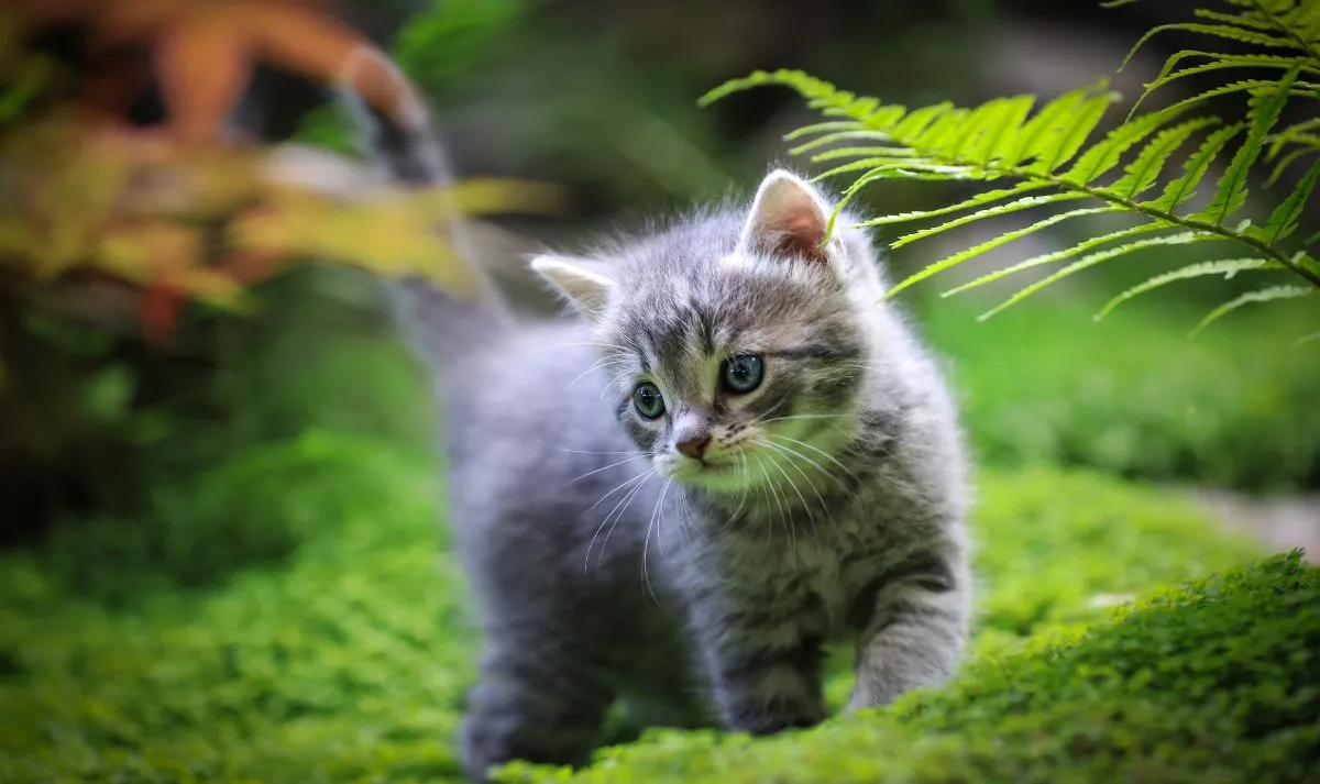 Dari Hutan Afrika ke Sofa Anda: Evolusi Kucing Domestik dari Liar ke Peliharaan