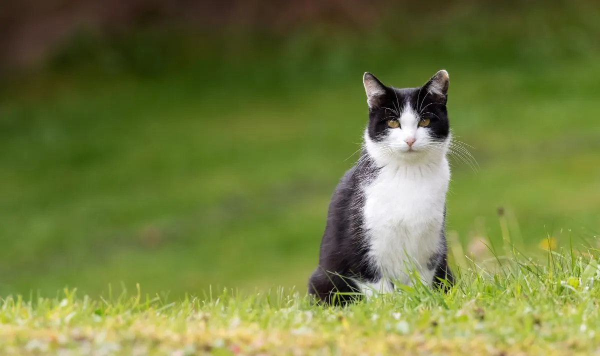 Dari Hutan Afrika ke Sofa Anda: Evolusi Kucing Domestik dari Liar ke Peliharaan