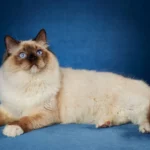 kucing Ragdoll: Dari Hutan Afrika ke Sofa Anda: Evolusi Kucing Domestik dari Liar ke Peliharaan