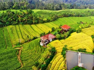 Antisipasi Dampak El Nino: Gubernur Sumbar Mendesak TPID untuk Lindungi Stabilitas Harga Pangan