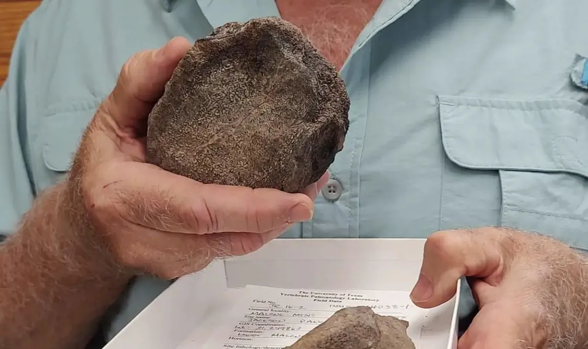 Penemuan Heboh: Fosil Makhluk Laut Purba Zaman Jurassic Ditemukan di Texas