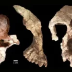 Penemuan Fosil Kera Berusia 8,7 Juta Tahun di Turki: Menggugat Asal Usul Manusia