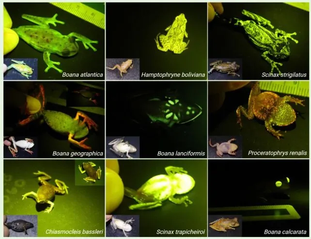 Kodrat Alam yang Menakjubkan: Katak yang Berpendar di Senja untuk Berkomunikasi?