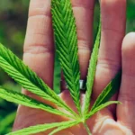 Revolusi Regulasi Ganja di AS: Dari Terlarang ke Terkontrol: AS Ulang Klasifikasi Ganja