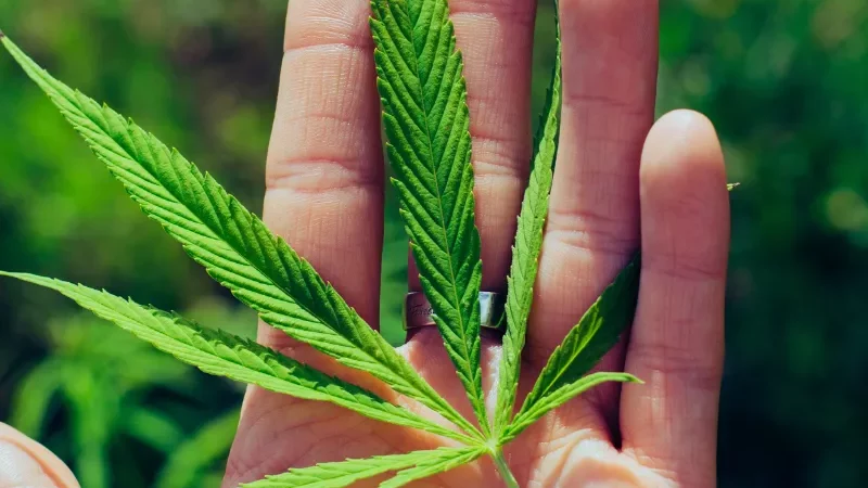 Revolusi Regulasi Ganja di AS: Dari Terlarang ke Terkontrol: AS Ulang Klasifikasi Ganja