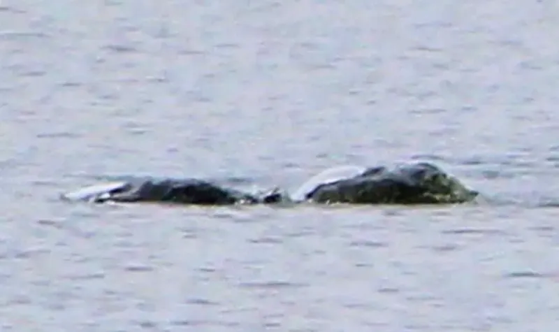 Monster Legendaris Tertangkap Kamera: Apakah Loch Ness Monster Benar-benar Ada?