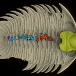 Tampilan ventral (perut) dari cetakan trilobita, dengan bagian mulut dari emas dan partikel makanan dalam berbagai warna [Kraft et al., Nature , 2023)