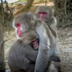 Misteri Perilaku Homoseksual Monyet: Dari Cinta Segitiga Hingga Evolusi