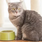 Mengapa Kucing Begitu Terobsesi dengan Ikan Tuna? Ini Temuan Peneliti