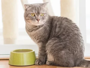 Mengapa Kucing Begitu Terobsesi dengan Ikan Tuna? Ini Temuan Peneliti