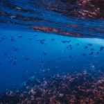 Bagaimana Keadaan Hewan di Laut Jika Badai Topan Terjadi?
