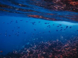 Bagaimana Keadaan Hewan di Laut Jika Badai Topan Terjadi?
