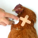 Muncul Varian Flu Burung di Tiongkok: Ancaman Pandemi Baru?