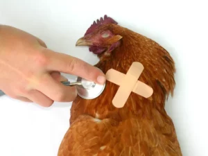 Muncul Varian Flu Burung di Tiongkok: Ancaman Pandemi Baru?