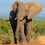 Gajah dan Kerbau: Senjata Alamiah Melawan Tanaman Invasif yang Mengancam Biodiversitas