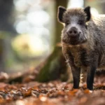 Misteri Radioaktif Pada Babi Hutan Bavaria Jerman Terungkap