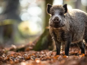Misteri Radioaktif Pada Babi Hutan Bavaria Jerman Terungkap