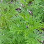 Artemisia Annua, Tanaman Ajaib yang Dapat Mengobati Covid-19 dan Kanker - Sweet Annie