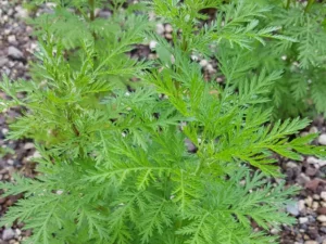 Artemisia Annua, Tanaman Ajaib yang Dapat Mengobati Covid-19 dan Kanker - Sweet Annie