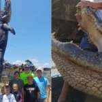 Buaya raksasa dengan berat hampir 455 Kg ditangkap di Florida, menjadi yang kedua terberat dalam sejarah negara bagian tersebut.