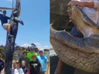 Buaya raksasa dengan berat hampir 455 Kg ditangkap di Florida, menjadi yang kedua terberat dalam sejarah negara bagian tersebut.