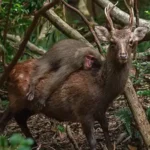 Sebuah foto langka menunjukkan monyet macaque "berkuda" rusa di Pulau Yakushima, Jepang. Temukan kisah menarik di balik fenomena alam ini.