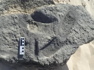 Penelitian terbaru mengungkap jejak kuno di Pantai Cape, Afrika Selatan, yang mungkin menjadi bukti tertua penggunaan alas kaki oleh manusia.