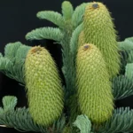 Peneliti telah memecahkan misteri pohon fosil hidup, Wollemi pine, yang telah ada sejak zaman dinosaurus. Penemuan ini memberikan wawasan tentang evolusi dan konservasi spesies langka ini.