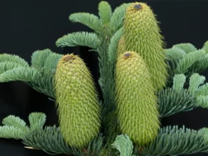 Peneliti telah memecahkan misteri pohon fosil hidup, Wollemi pine, yang telah ada sejak zaman dinosaurus. Penemuan ini memberikan wawasan tentang evolusi dan konservasi spesies langka ini.