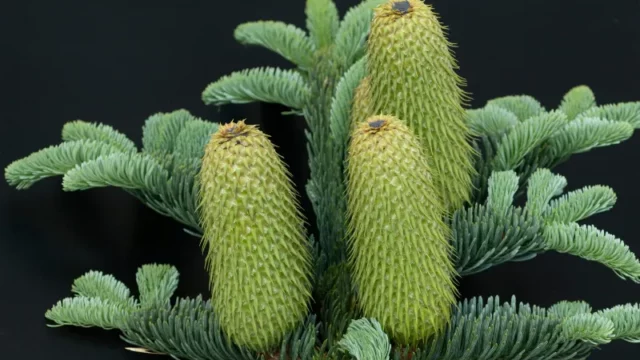 Peneliti telah memecahkan misteri pohon fosil hidup, Wollemi pine, yang telah ada sejak zaman dinosaurus. Penemuan ini memberikan wawasan tentang evolusi dan konservasi spesies langka ini.