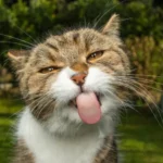 Penelitian terbaru mengungkapkan hasil mengejutkan tentang dampak diet vegan pada kesehatan kucing dibandingkan dengan diet berbasis daging.