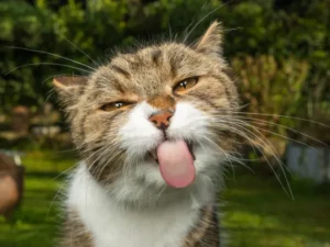 Penelitian terbaru mengungkapkan hasil mengejutkan tentang dampak diet vegan pada kesehatan kucing dibandingkan dengan diet berbasis daging.